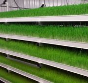 پرورش علوفه گلخانه ای